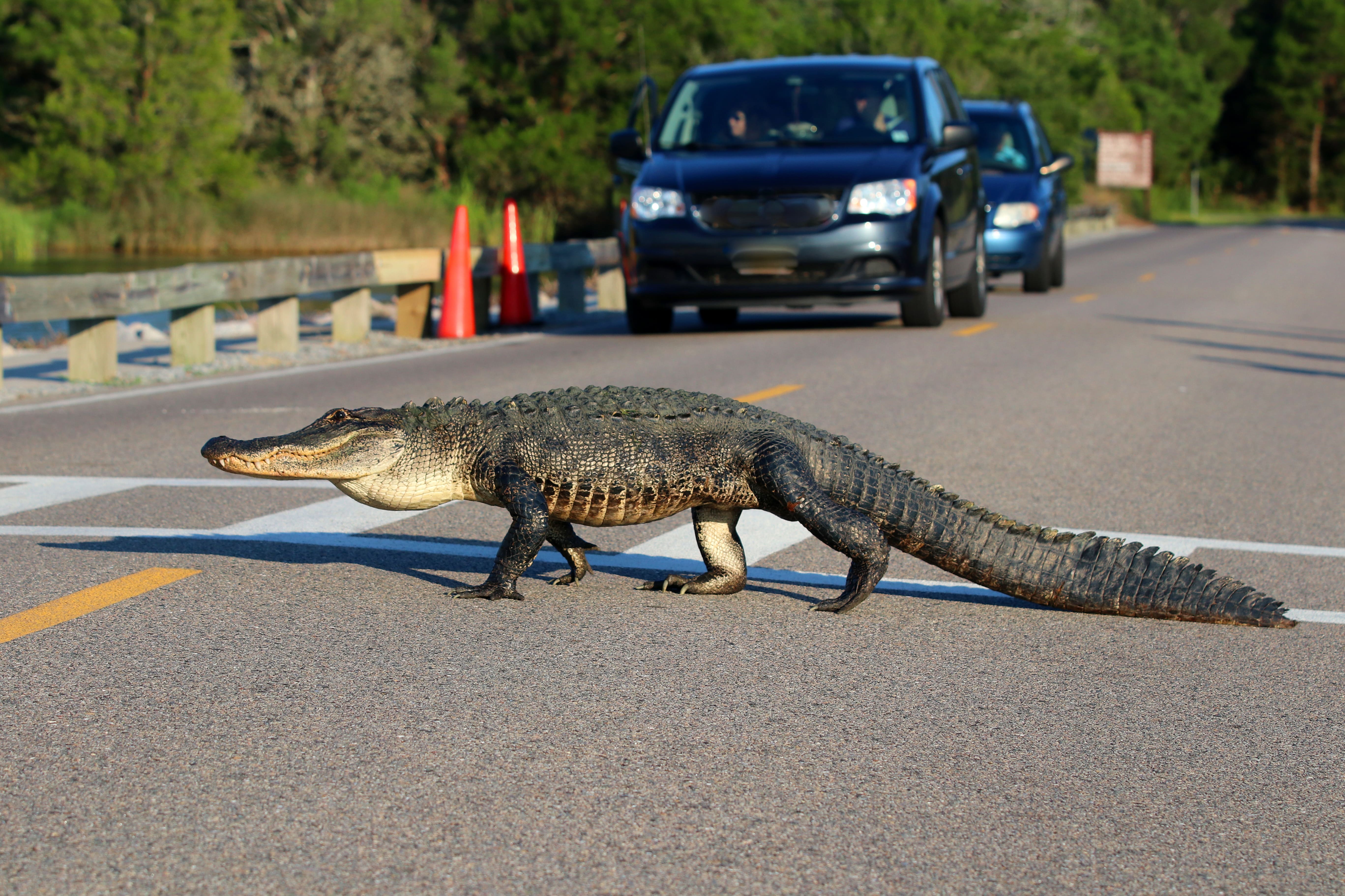 Alligator Crossing a Road with Cars in the Background