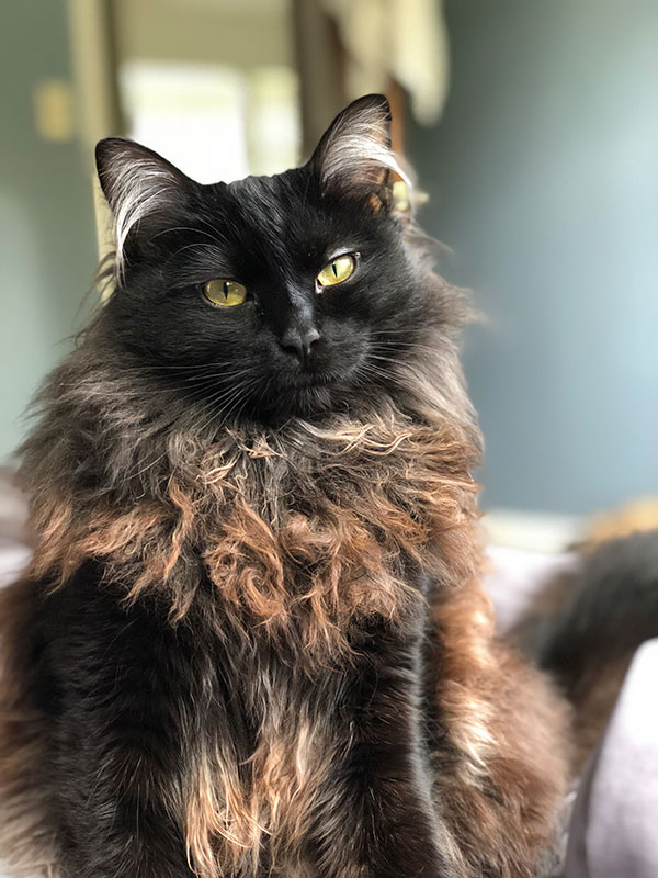 Serious George