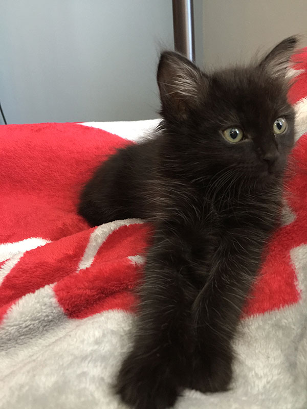 Model George