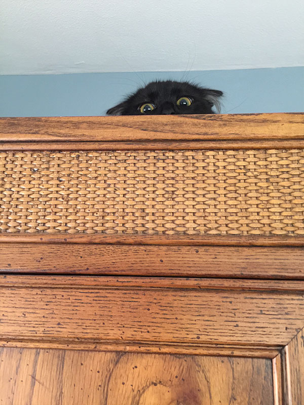 Crouching Tiger Hidden George