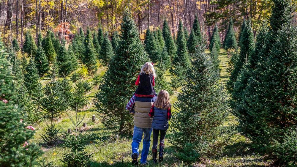 Christmas Tree Farms near Cheshire CT Richard Chevrolet