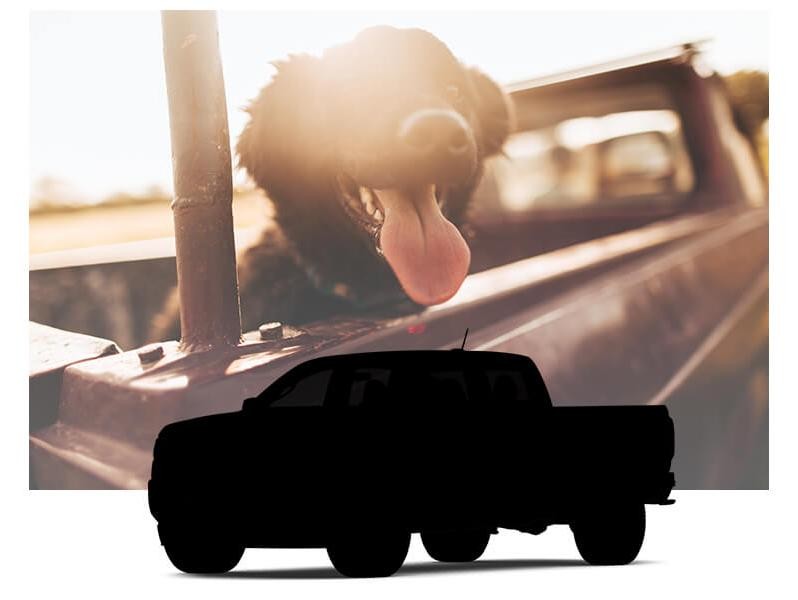 A dog riding in the back of a pickup truck