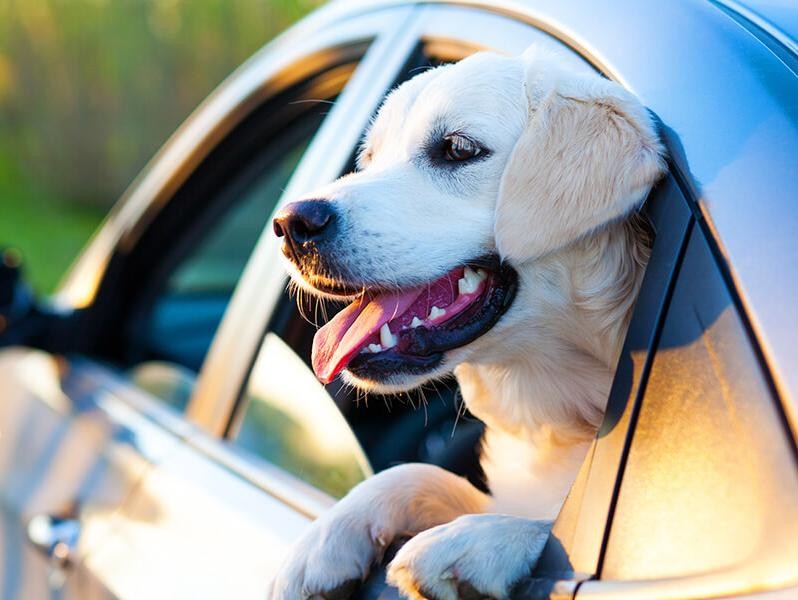 Dog looking out the window of a car