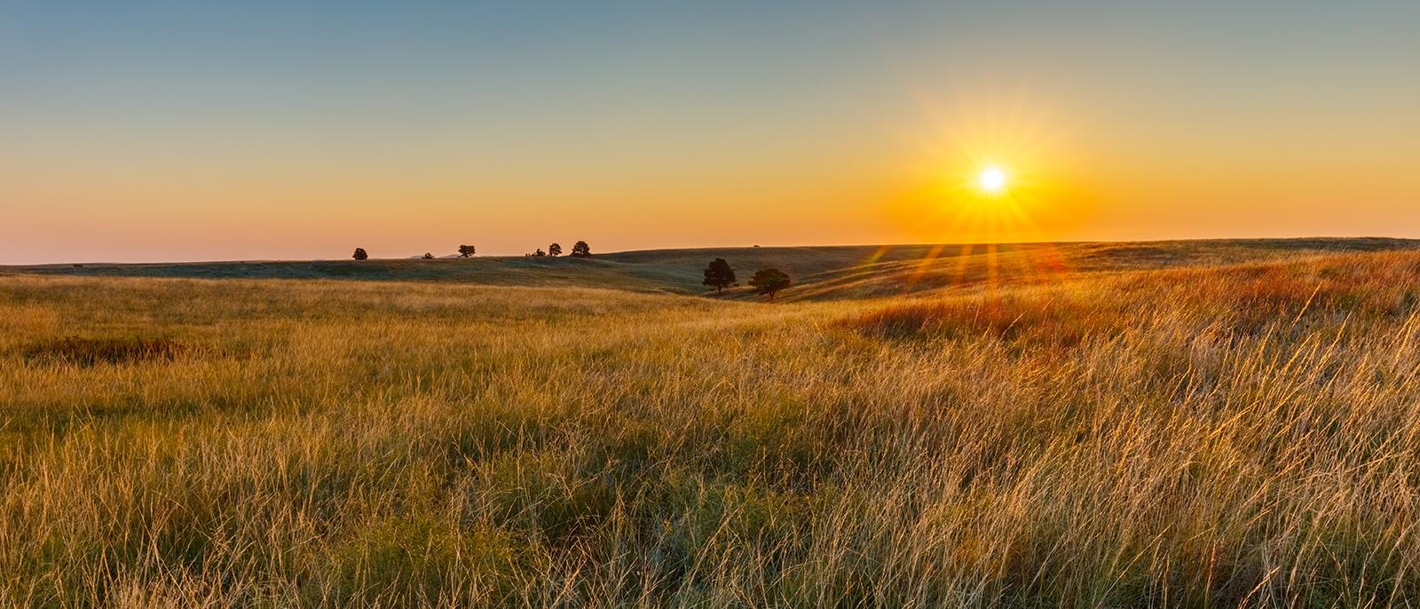Summer Blowing Hayfield