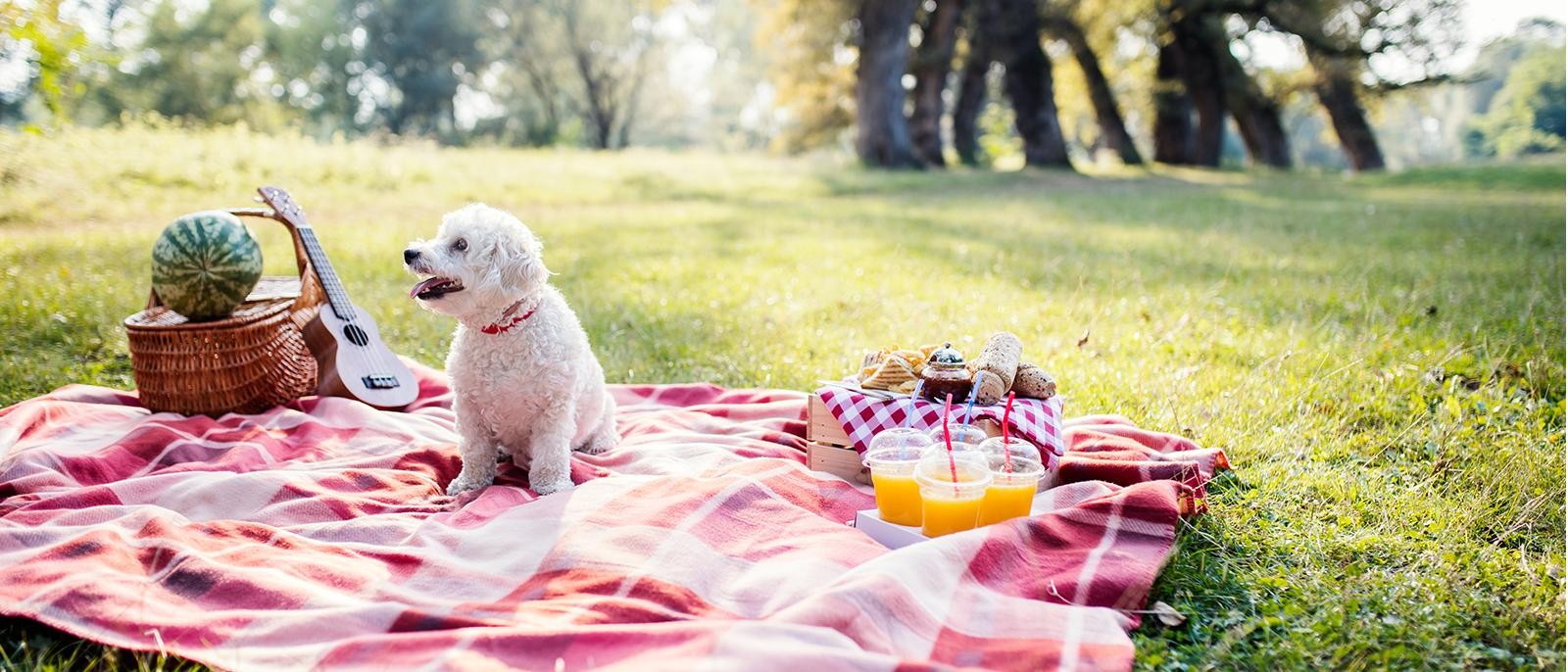 Summer Puppy Picnic