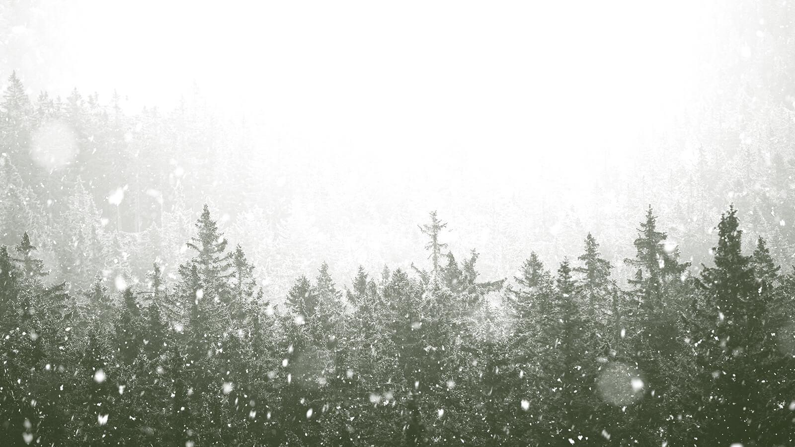 Green forest with snow falling