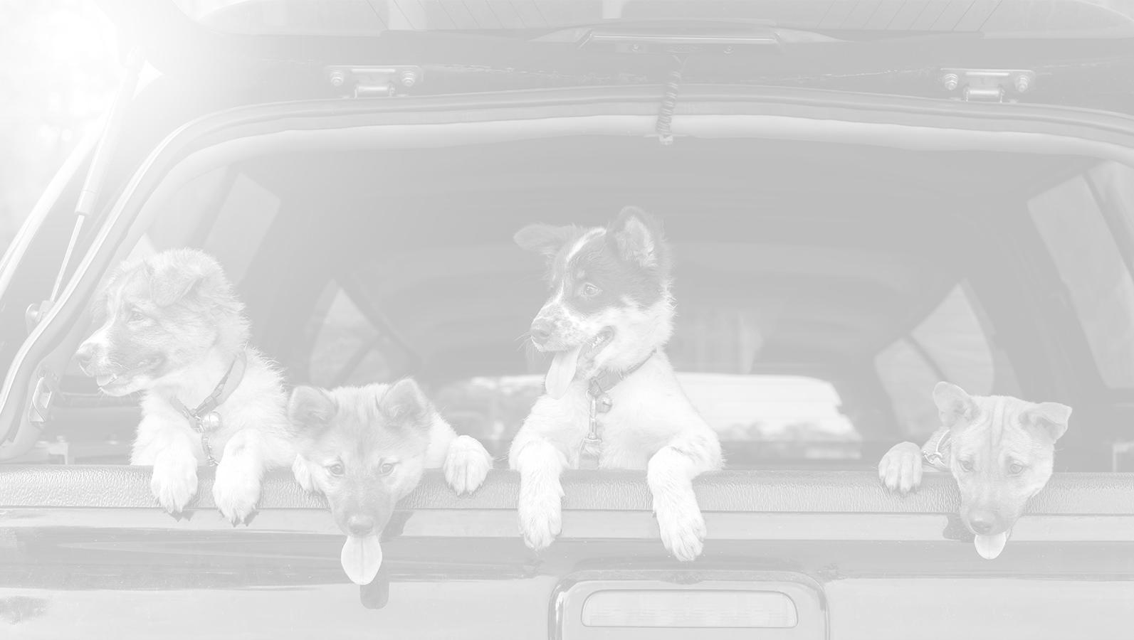 Mark Porter Ford Car Dealer Near Me Jackson, OH