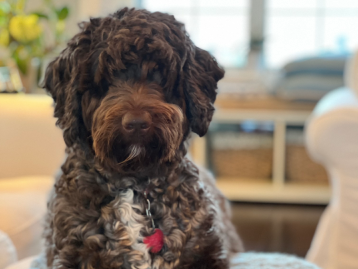 Daisy