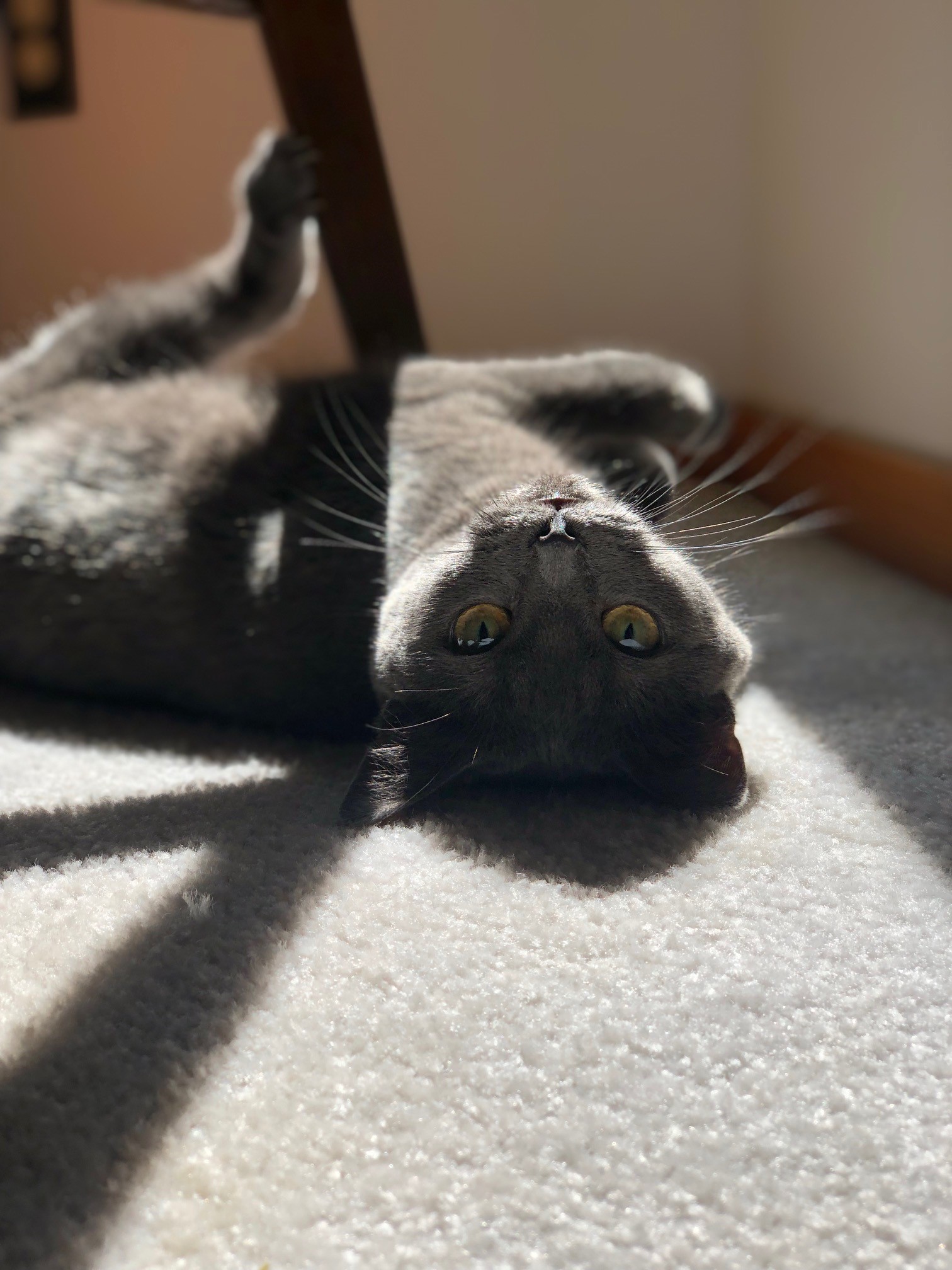 Showoff Tinkers