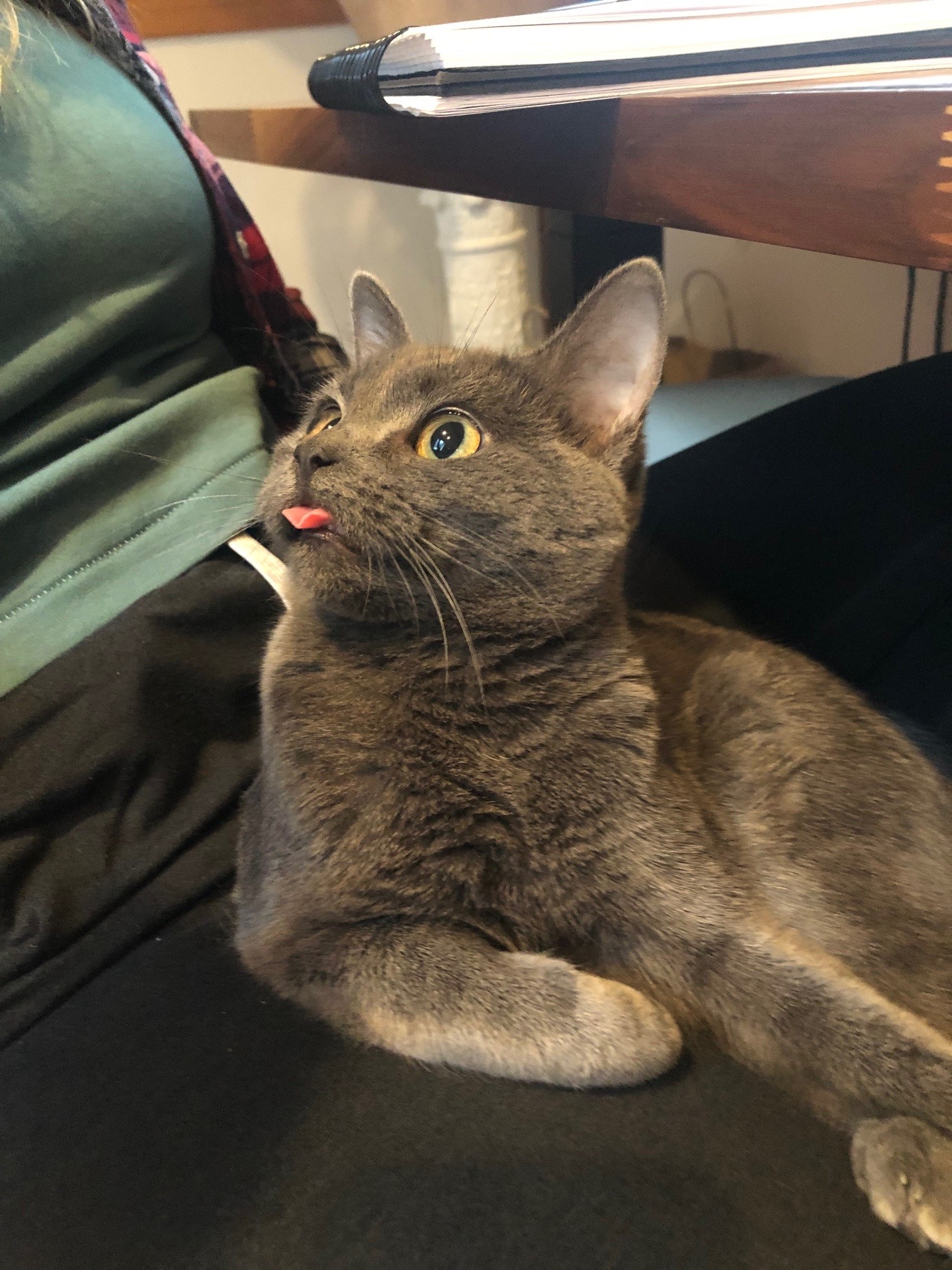 Tonkers Tongues