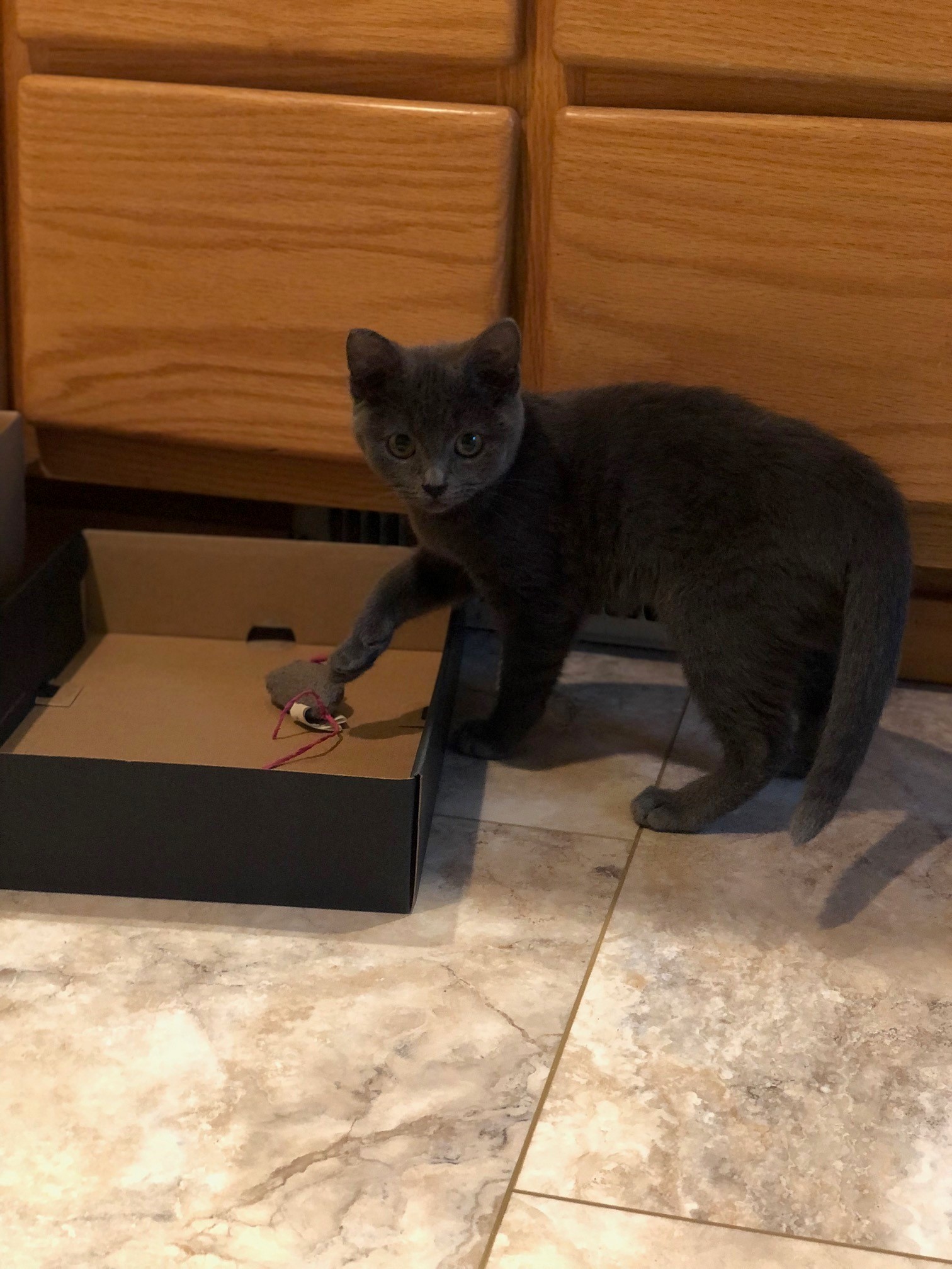 Tiny Dancer Tinkers