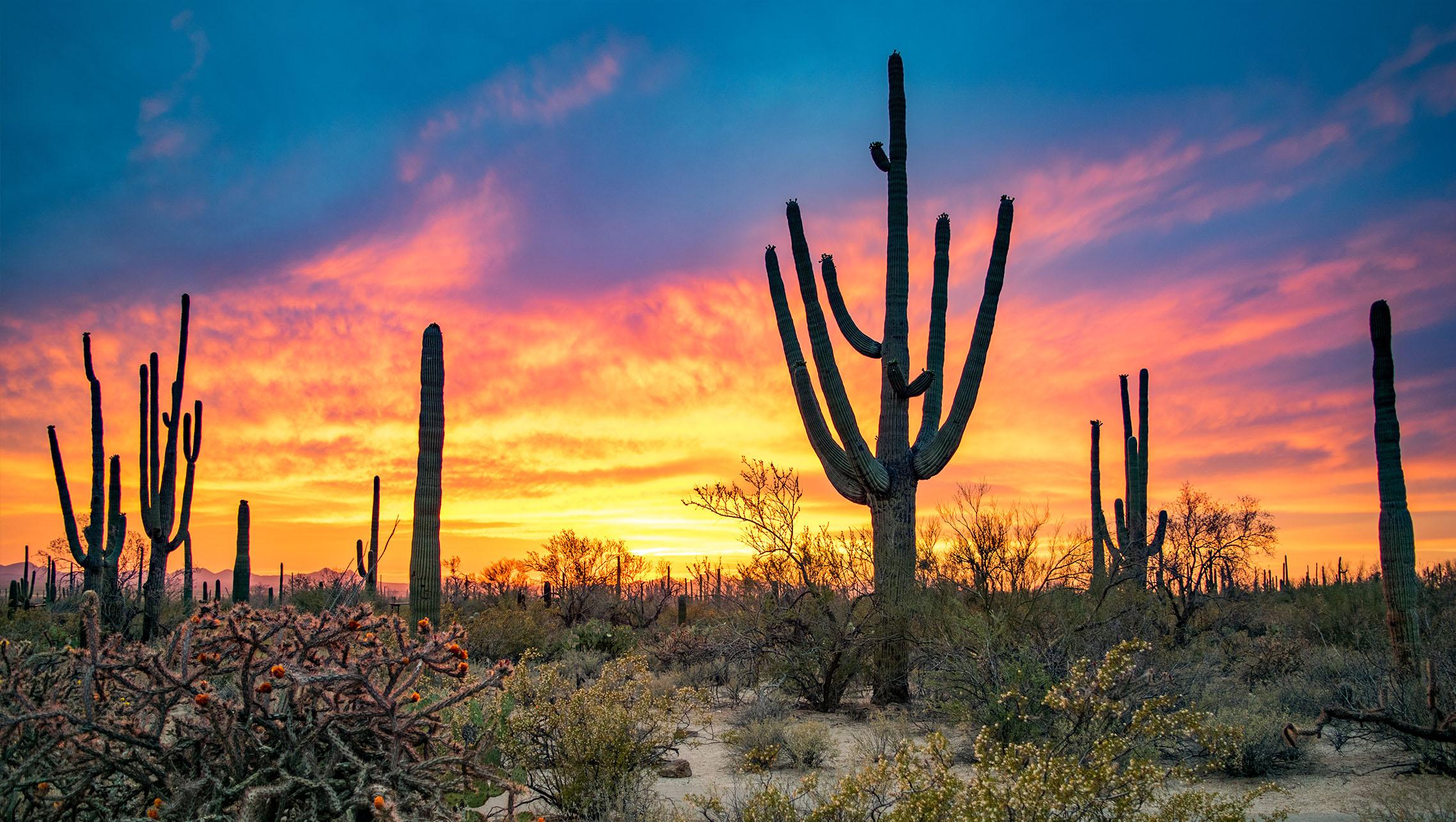 Cactus in desert