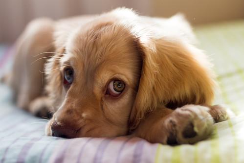 puppy