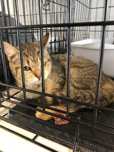 kitten in crate