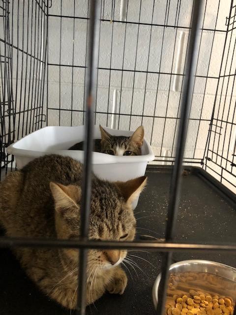 kittens in crate 1 hiding