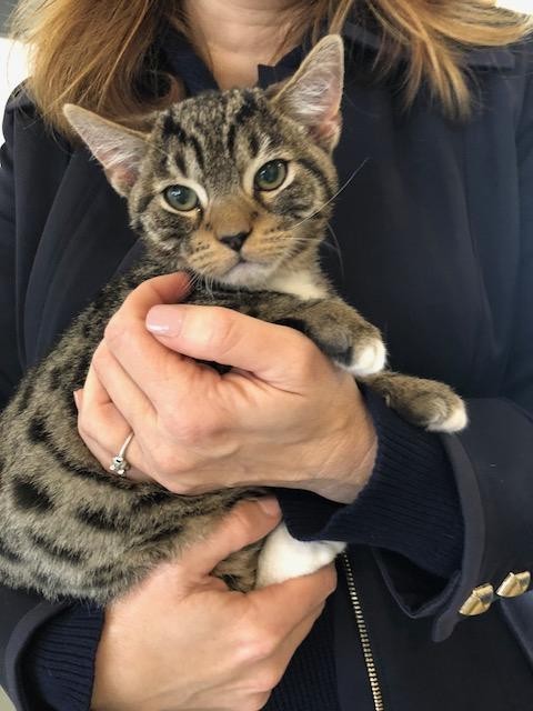 image 1564 - kitten in arms