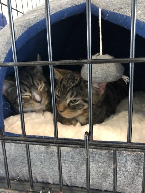 TWO KITTENS IN CRATE