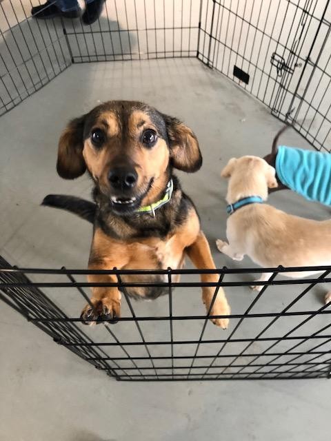THREE PUPPIES IN CRATE