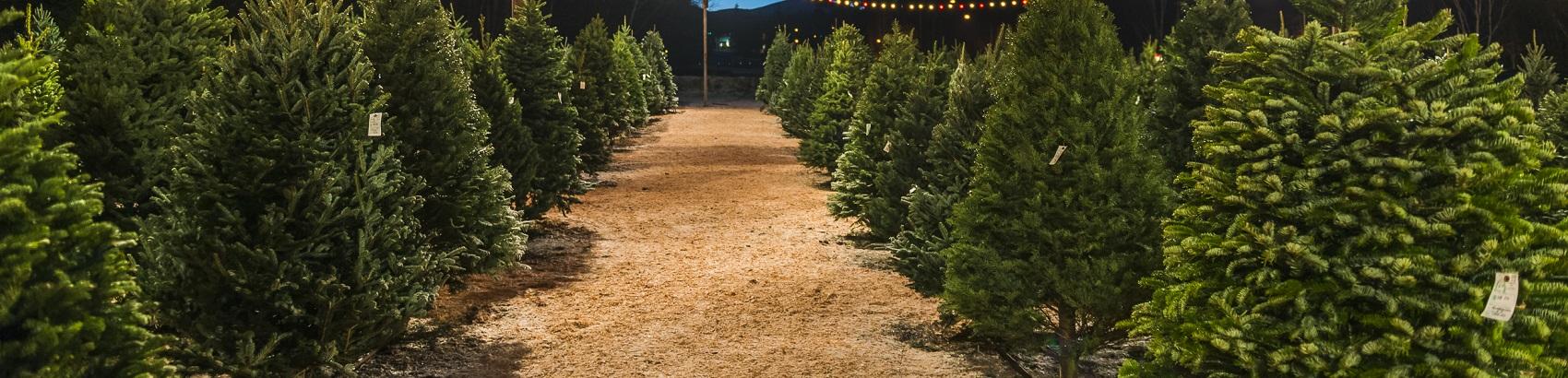 Top Places For A Christmas Tree Manhattan Ks Chevy Dealer