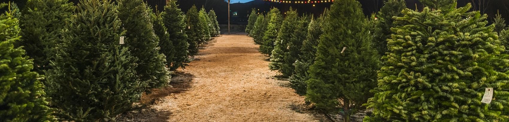 Christmas Tree Farm