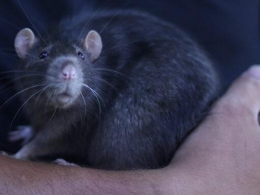 Riley County Humane Society Rat