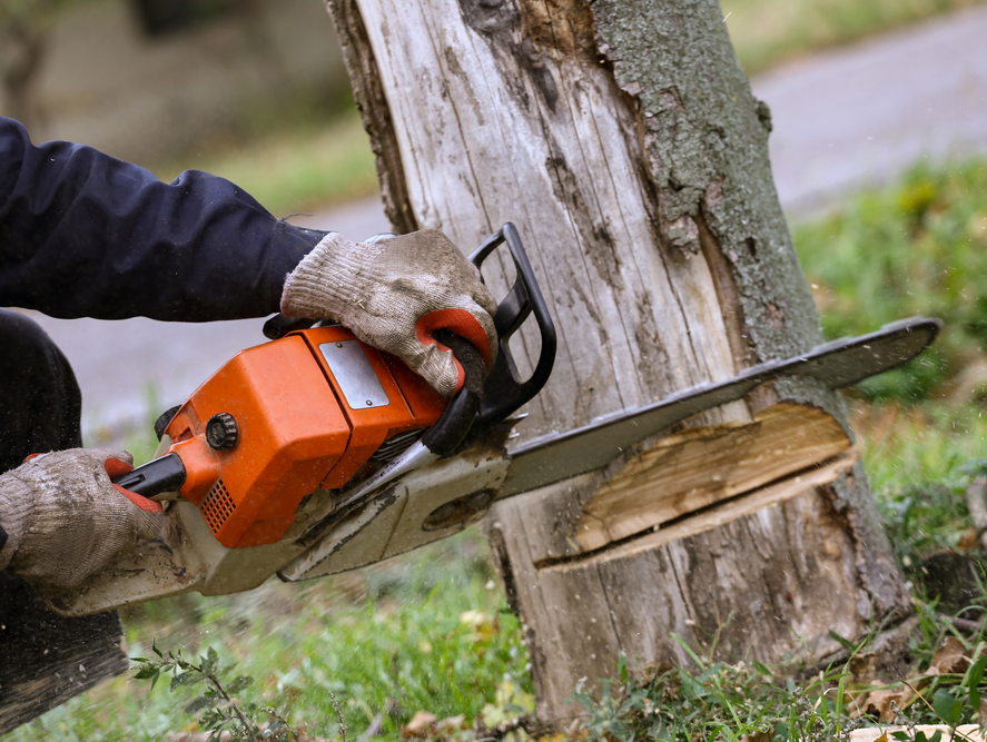 Tree Removal