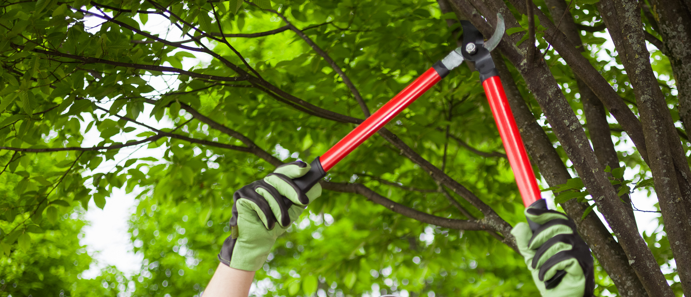 Wildcat Tree Service 