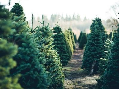 Christmas Tree Selection