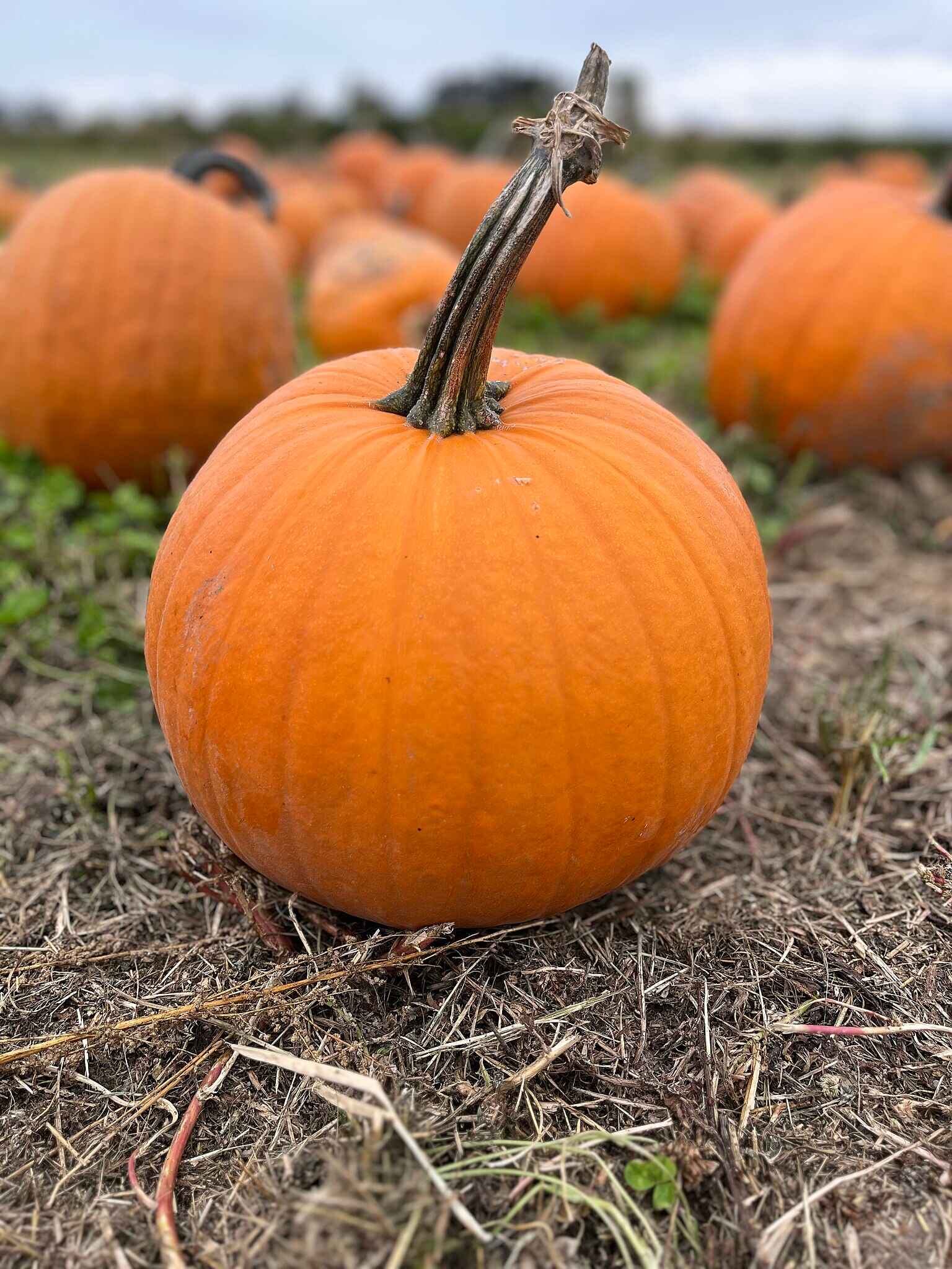 Halloween pumpkin in Kansas City