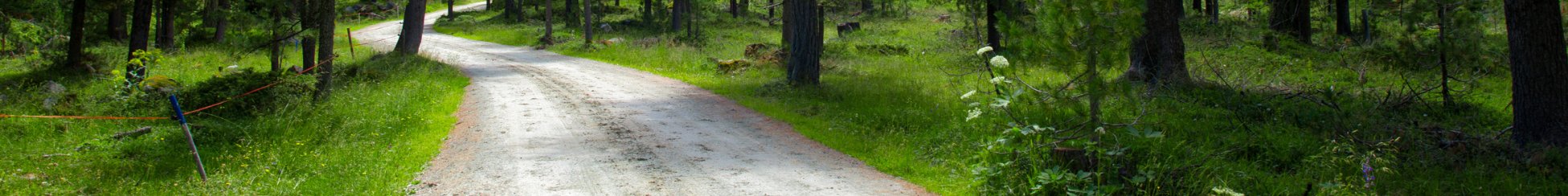 A country road with trees and wildflowers