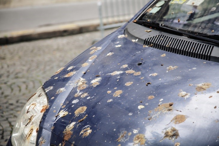 8 Tips to Clean Bird Poop Off Car Paint | McCarthy Collision