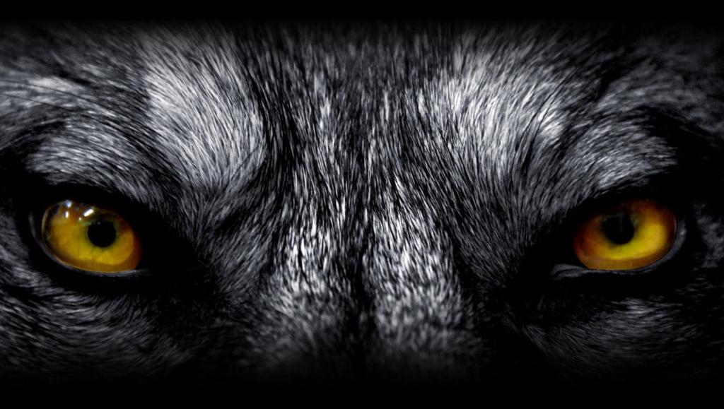 Wolf Auto Ford, Chrysler, Buick, GMC, Dodge, Jeep, Ram, Chevrolet