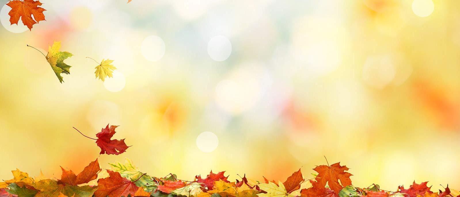 Background Image | Fall Leaves Border