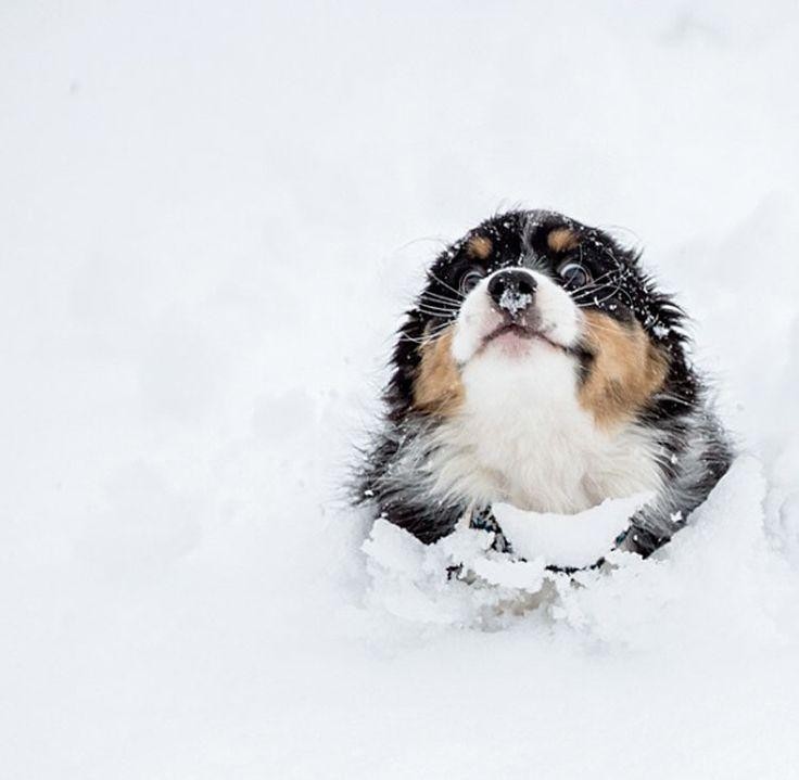 Smol Floof in Snow