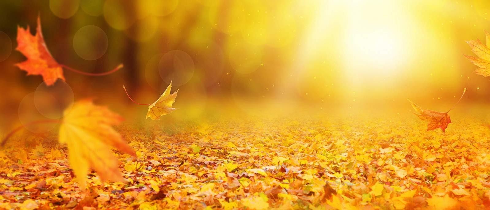 Background Image | Fall Leaves