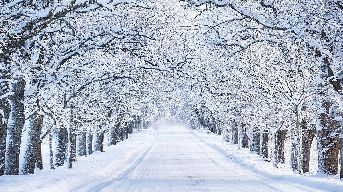 A snowy tree-lined road.